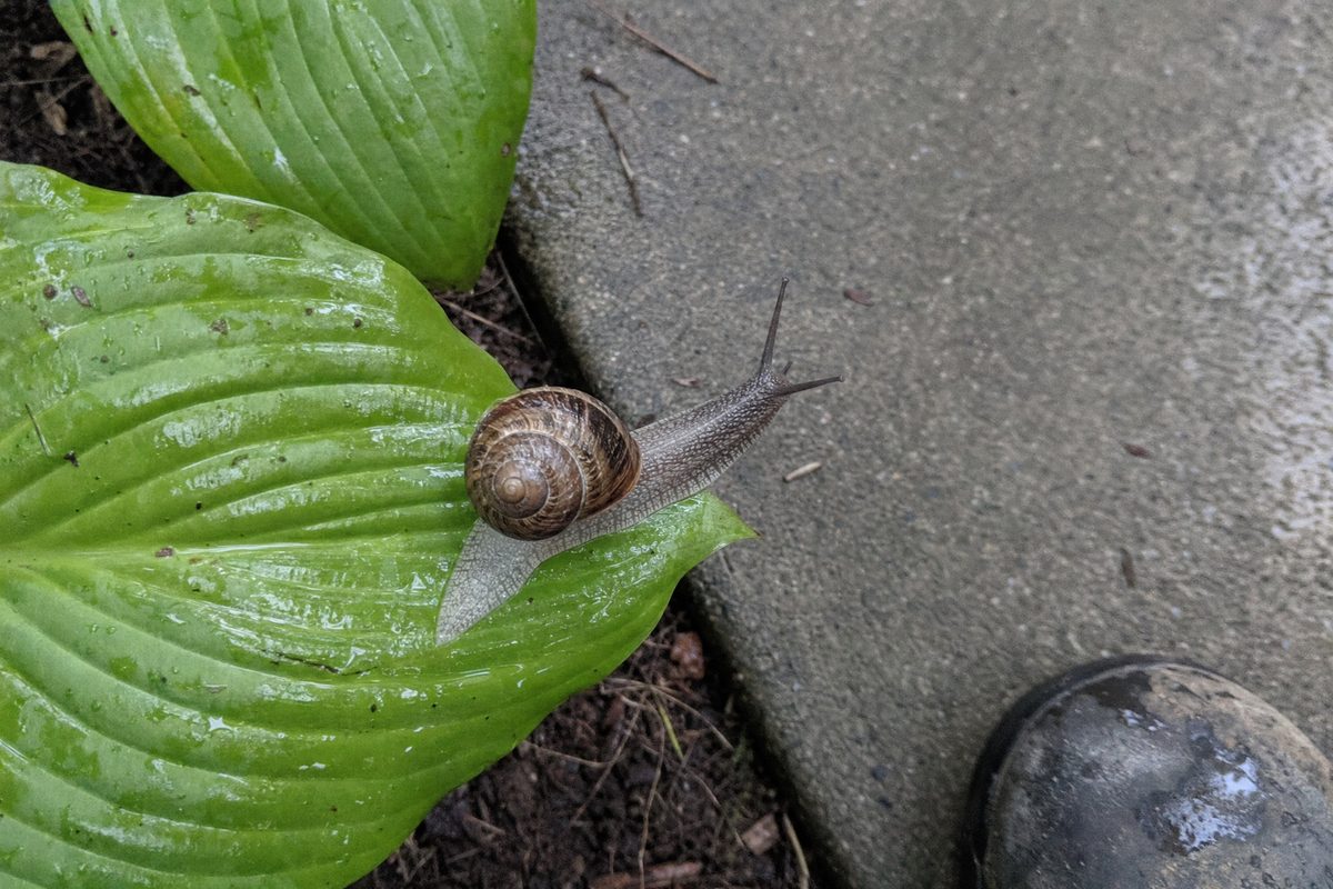 A garden snail with a brown striped shell crawling across a wet leaf on a garden path after rain